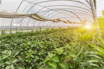 農(nóng)作物防寒防凍綜合指南 差異化策略保障果樹安全越冬